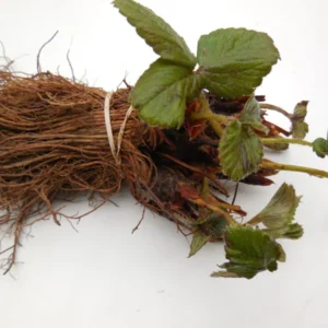 Ever Bearing Strawberry Plants - Red Bare Root for Hanging Baskets and Containers