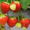 Ever Bearing Strawberry Plants - Red Strawberry Bare Roots - June to Frost Fruit