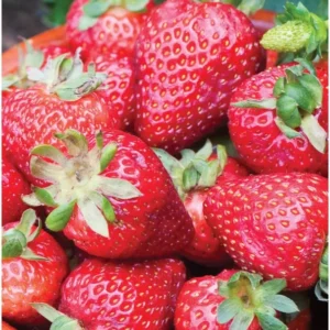 Ever Bearing Strawberry Plants - Red Strawberry Bare Roots - June to Frost Fruit
