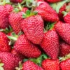 Everbearing Albion Strawberry Plants Bare Root - Red Strawberry Plants