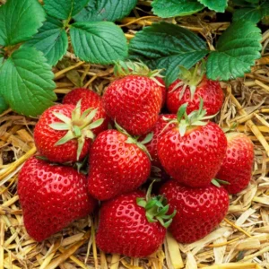 Everbearing Albion Strawberry Plants Bare Root - Red Strawberry Plants