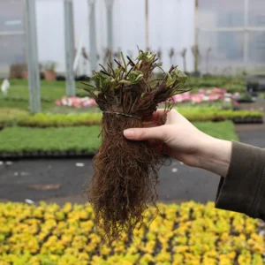 Everbearing Albion Strawberry Plants Bare Root - Red Strawberry Plants