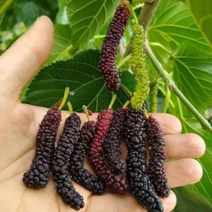 Everbearing Mulberry Tree - Morus nigra Fruit Plant, 2-3 ft Tall, 1 Gallon Pot