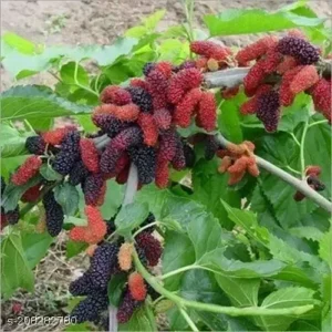 Everbearing Mulberry Tree - Morus nigra Fruit Plant, 2-3 ft Tall, 1 Gallon Pot