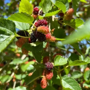 Everbearing Mulberry Tree - Morus nigra Fruit Plant, 2-3 ft Tall, 1 Gallon Pot