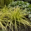 Everillo Japanese Sedge Carex - Shade Grass Companion for Hostas