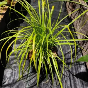 Everillo Japanese Sedge Carex - Shade Grass Companion for Hostas