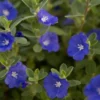 Evolvulus Blue Daze Live Plant - Well Rooted Plug - Flowering Shrub - Easy Grow