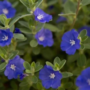 Evolvulus Blue Daze Live Plant - Well Rooted Plug - Flowering Shrub - Easy Grow