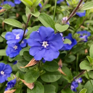 Evolvulus Blue Daze Live Plant - Well Rooted Plug - Flowering Shrub - Easy Grow
