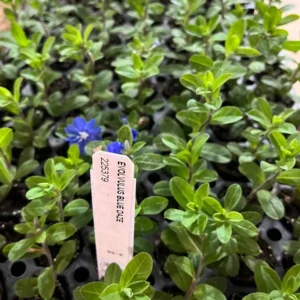 Evolvulus Blue Daze Live Plant - Well Rooted Plug - Flowering Shrub - Easy Grow