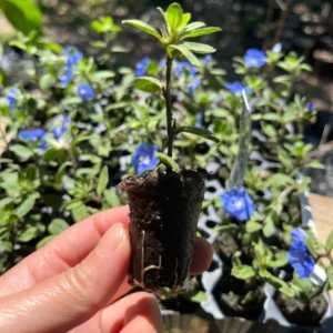 Evolvulus Blue Daze Live Plant - Well Rooted Plug - Flowering Shrub - Easy Grow