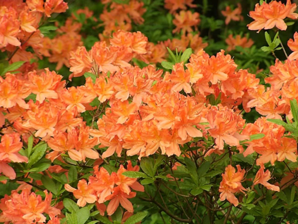 Exbury Azalea: A Unique Mix of Colors