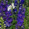 Excalibur Dark Blue Black Bee Delphinium Excalibur Live Plants 2 Inch Pot - Healthy Starter Plants - Limited Edition Flower