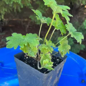 Excalibur Dark Blue Black Bee Delphinium Excalibur Live Plants 2 Inch Pot - Healthy Starter Plants - Limited Edition Flower