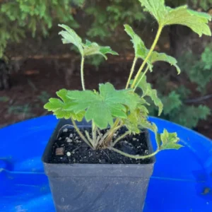 Excalibur Dark Blue Black Bee Delphinium Excalibur Live Plants 2 Inch Pot - Healthy Starter Plants - Limited Edition Flower