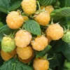 Fall Gold Raspberry Plants Live - Set of 2 - Edible Berries Outdoor Plants