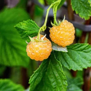 Fall Gold Raspberry Plants Live - Set of 2 - Edible Berries Outdoor Plants
