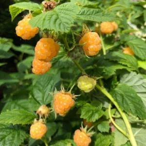 Fall Gold Raspberry Plants Live - Set of 2 - Edible Berries Outdoor Plants