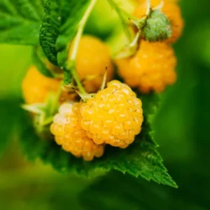 Fall Gold Raspberry Plants Live - Set of 2 - Edible Berries Outdoor Plants