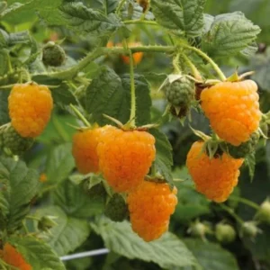 Fall Gold Raspberry Plants Live - Set of 2 - Edible Berries Outdoor Plants