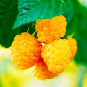 Fall Gold Raspberry Plants Live - Set of 2 - Edible Berries Outdoor Plants