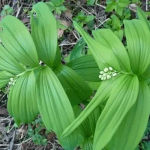 False Solomon's Seal Plants - 15 Bare Root Native Wildflowers Maianthemum Racemosum