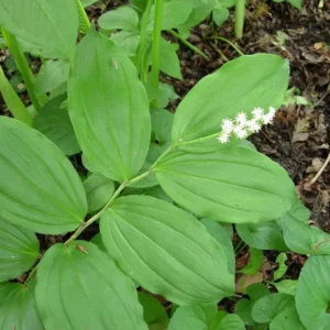 False Solomon's Seal Plants - 15 Bare Root Native Wildflowers Maianthemum Racemosum