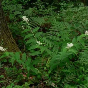 False Solomon's Seal Plants - 15 Bare Root Native Wildflowers Maianthemum Racemosum