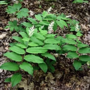 False Solomon's Seal Plants - 15 Bare Root Native Wildflowers Maianthemum Racemosum