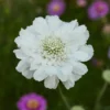 Fama White Scabiosa Pincushion Live Plant - Well-Rooted Plug - Flower - Garden Decor