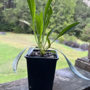Fama White Scabiosa Pincushion Live Plant - Well-Rooted Plug - Flower - Garden Decor