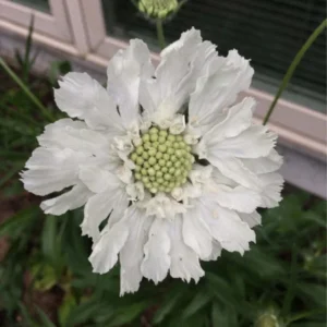 Fama White Scabiosa Pincushion Live Plant - Well-Rooted Plug - Flower - Garden Decor