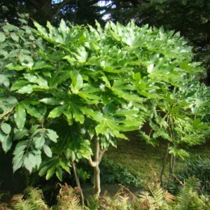 Fatsia Japonica Japanese Aralia - Indoor House Plant - 4 inch Pot - Green Foliage