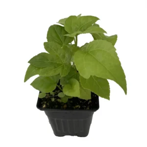 Fatsia Japonica Japanese Aralia - Indoor House Plant - 4 inch Pot - Green Foliage