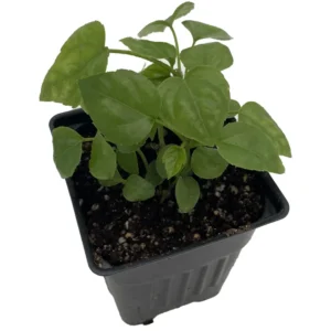 Fatsia Japonica Japanese Aralia - Indoor House Plant - 4 inch Pot - Green Foliage