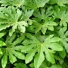 Fatsia Japonica Japanese Aralia Plant - Gallon Pot Size Shrub