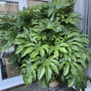 Fatsia Japonica Japanese Aralia Plant - Gallon Pot Size Shrub