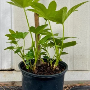Fatsia Japonica Japanese Aralia Plant - Gallon Pot Size Shrub