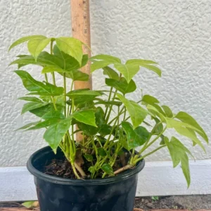 Fatsia Japonica Japanese Aralia Plant - Gallon Pot Size Shrub