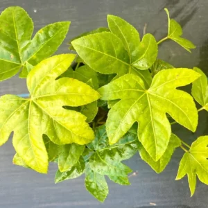 Fatsia Japonica Japanese Aralia Plant - Gallon Pot Size Shrub