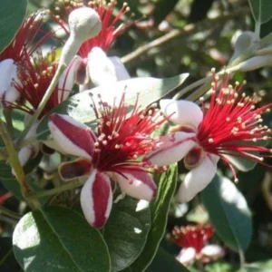 Feijoa Sellowiana Pineapple Guava Tree - Gallon Pot Size