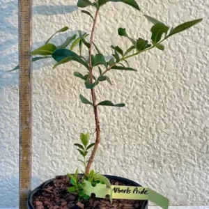 Feijoa Sellowiana Pineapple Guava Tree - Gallon Pot Size