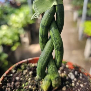 Fernwood Snake Plant Braided, Air Purifying Plant, 4in Pot - Indoor Decor
