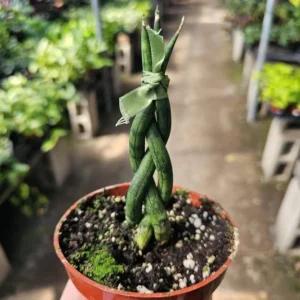 Fernwood Snake Plant Braided, Air Purifying Plant, 4in Pot - Indoor Decor