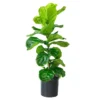Fiddle-Leaf Fig Plant with Free Plant Food - Ficus Lyrata - Houseplant - 4 Feet