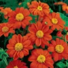 Fiesta Del Sol Tithonia Mexican Sunflower Plant Live - Florist Choice Flower Plugs - Easy to Grow