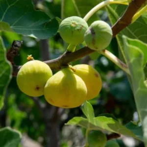 Fig Plant Live - Ficus Carica Chicago Hardy Tree - 4 to 6 Inch Tall - Patio and Garden Planting
