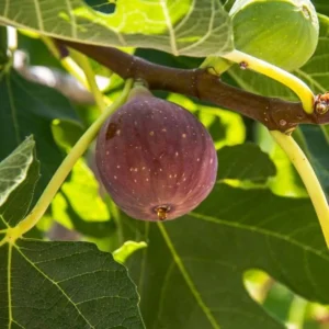 Fignominal Fig Tree Plant - Ficus Carica Chicago Hardy - 4 to 6 Inch Live Plant - Patio and Garden Tree