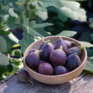 Fignominal Fig Tree Plant - Ficus Carica Chicago Hardy - 4 to 6 Inch Live Plant - Patio and Garden Tree